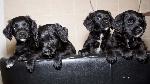 Puppies (Sparievers)