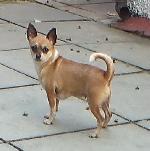 Speedy (Chihuahua)