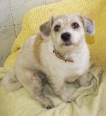 Molly (Jack Russell x ...