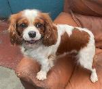 Click here to find out more about Molly (King Charles)