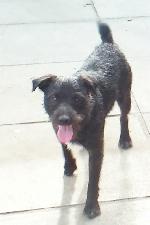 Buster (Patterdale)