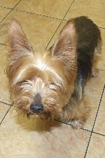 Chico (Yorkshire Terrier)
