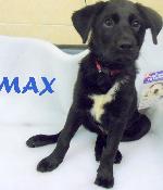Max (Labrador/ collie ...