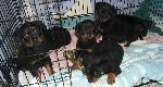 Puppies ( six of the w...