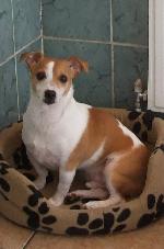Lincoln (Jack Russell)