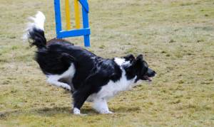 Second Chance agility dogs.jpg