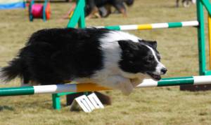 Second Chance agility dogs.jpg