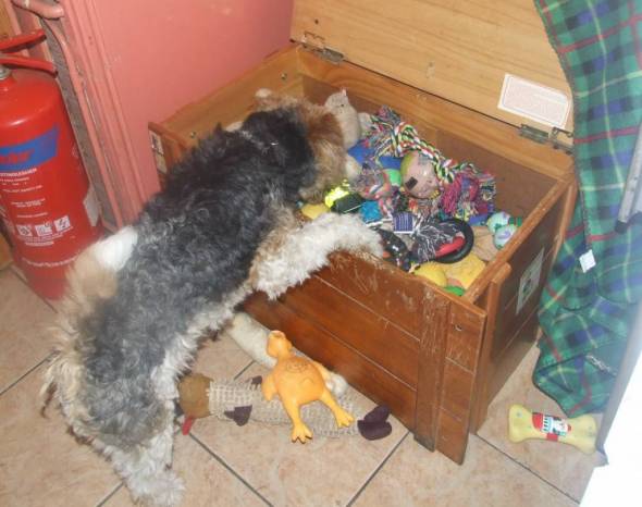 Harris found the toy box lol.x