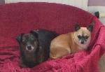 Jodie & Midge (Chi...