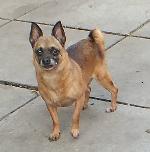 Jilly (Chihuahua ???)