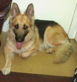 Fern (German Shepherd)