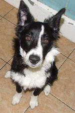 Riley (Border Collie)