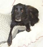 Bonnie (Flat Coat Retr...