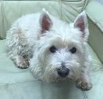 Daisie (Westie)