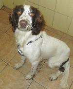 Brogan (Springer Spaniel)