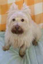 Scamp (Westie)