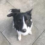 Dave (Border collie)