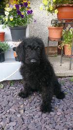 Jet (Labradoodle)