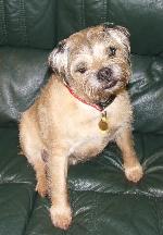 Hamish (Border Terrier)