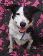 Mylo (Border Collie)