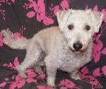 Toby (Westie / Poodle...