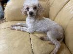 Brodie (Miniature poodle)