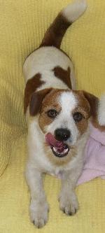 Alfie (Jack Russell x ...