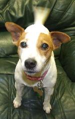 Honey  (Jack Russell)