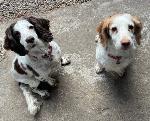 Spaniels (Spaniels)