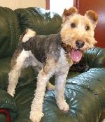 Harris (Wirehaired Fox...