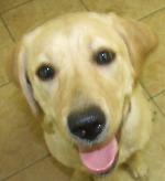 Megan (Golden Labrador)