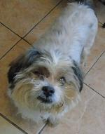 Lily xx (Lhasa Apso)