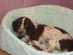 Bruar (Springer Spaniel)