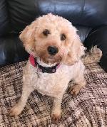 Luci (Cockapoo)