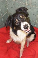 Mac (Border Collie Tri...