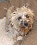 Buffy (Cairn Terrier)