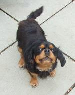 Poppy (Cavalier)