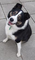 Max xx (Border Collie)