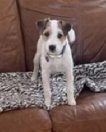 Holly (Jack Russell)