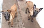 Prancer / Dancer (Mal...