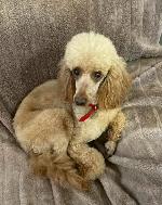 Fletcher (Poodle)