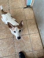 Patch (Jack Russell)