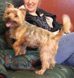 Poppy (Yorkshire Terrier)