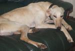 Amy xx (Lurcher)