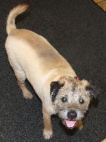 Benji xx (Border Terrier)