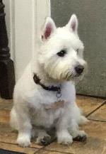 Sasha xx (Westie)