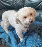 Alfie (Bichon cross)