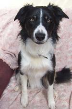 Charlie (Border Collie...