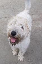 Mylo (Wheaten Terrier)