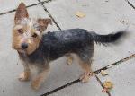 Bailey xx (Yorkie x Ja...